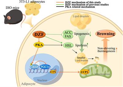 The Chinese herbal medicine Dai-Zong-Fang promotes browning of white adipocytes in vivo and in vitro by activating PKA pathway to ameliorate obesity